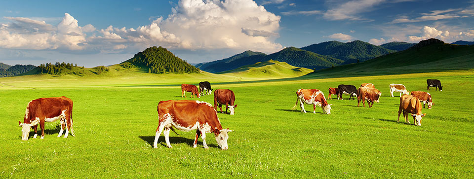 New Zealand Health Products
